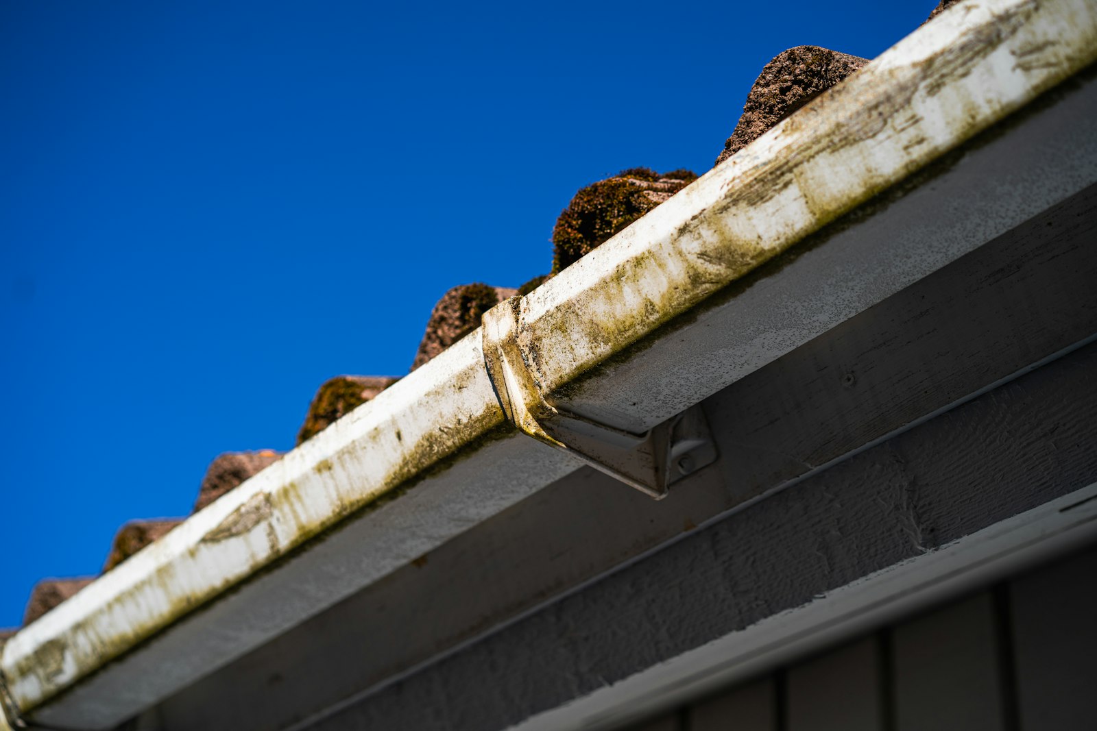 A cleared gutter running along a pitched roof with spruce trees behind